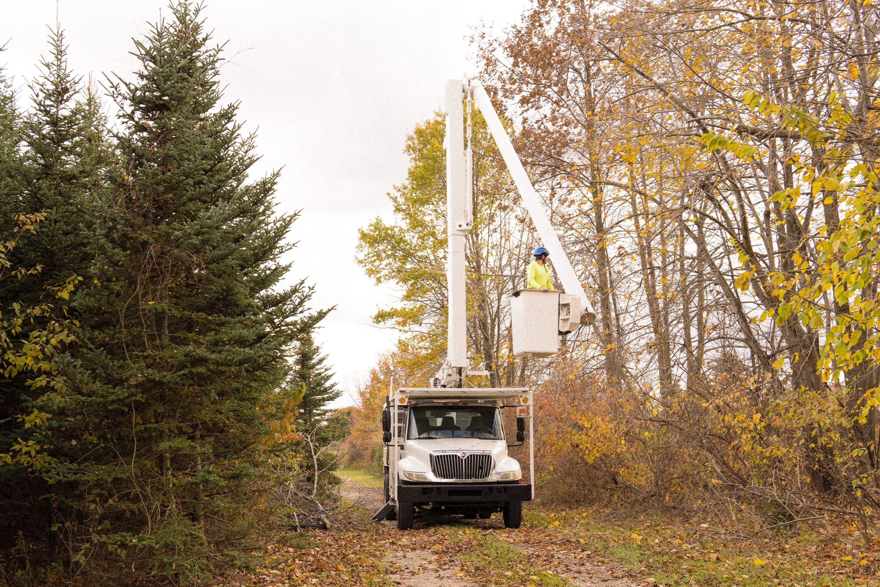Thomas Tree Service team member at work