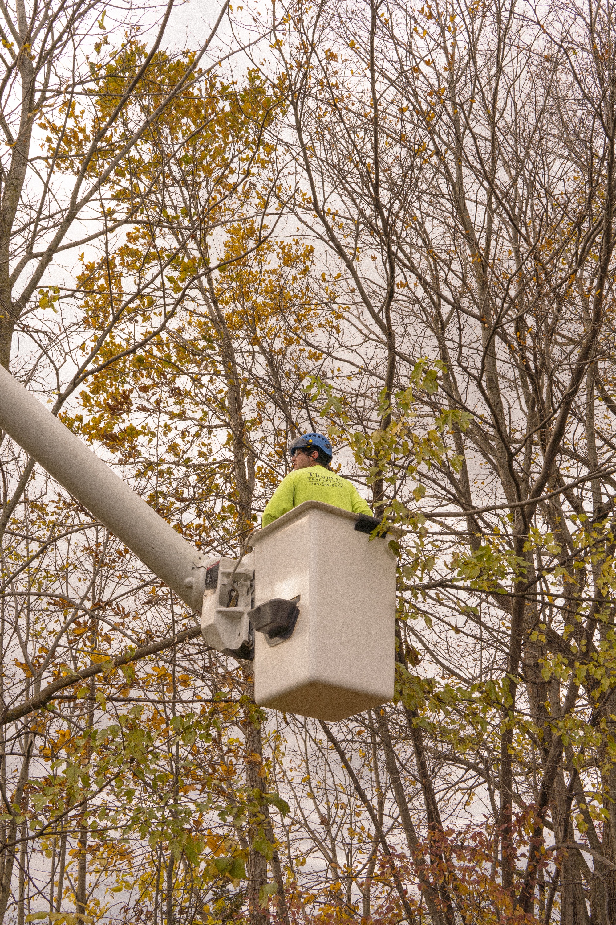 Tree Service Project 1